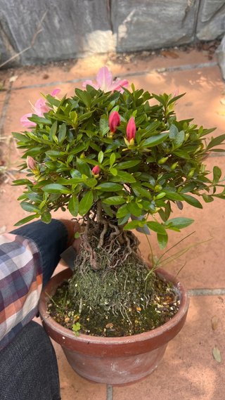 BONSAI AZALEA HOJA Y FLOR DIMINUTA IMORT. JAPON