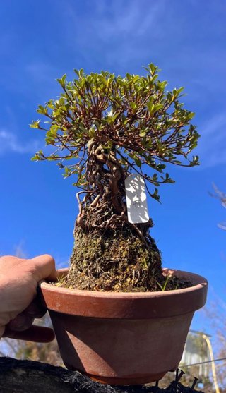 BONSAI AZALEA HOJA Y FLOR DIMINUTA IMORT. JAPON