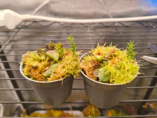 Utricularia calycifida en Sphagnum