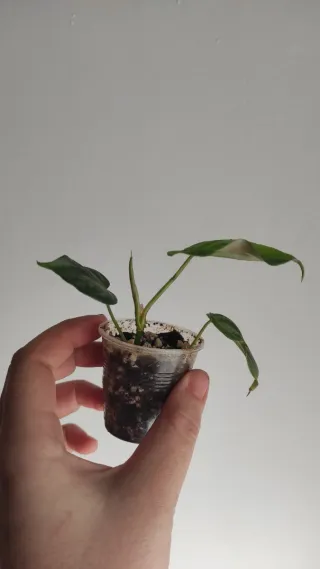 Philodendron Majestic