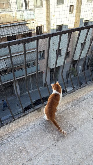 Culote KV Sports Campeonissimo Negro