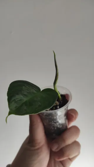 Philodendron Majestic