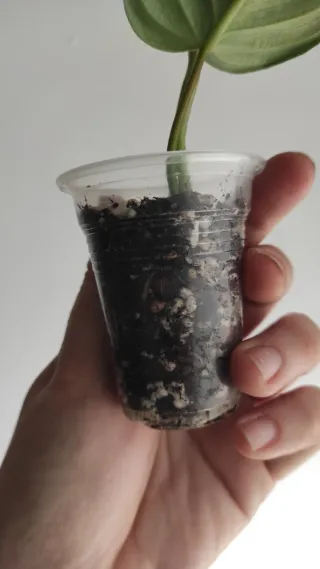 Philodendron Majestic