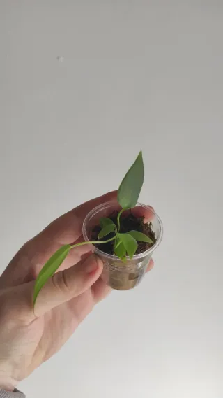 Anthurium pallidiflorum narrow