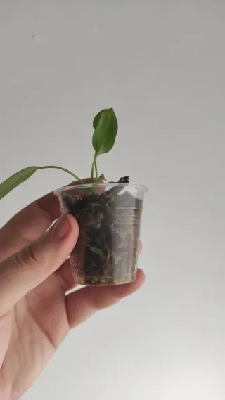 Anthurium pallidiflorum narrow