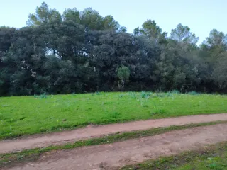 Vendo 2 tancas en Menorca, a las afueras de Alaior