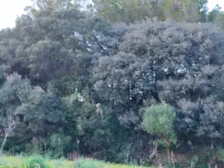 Vendo 2 tancas en Menorca, a las afueras de Alaior