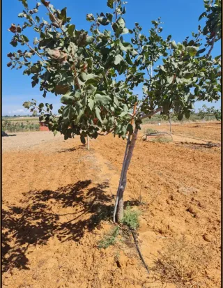 -▪Finca Huelva Pistachos 6,5Ha 385.000€