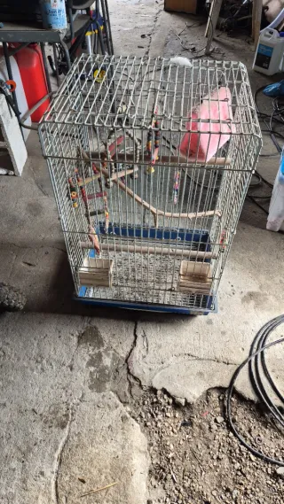 Jaula para agapornis (solo esta sucia)