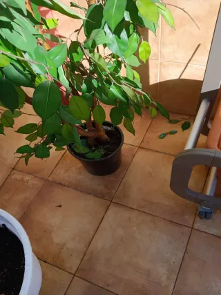 Árbol artificial interior/exterior