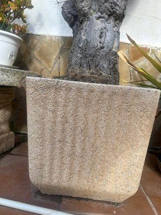 Coppia di cactus con vasi in pietra