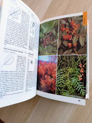 Plantas del Mediterráneo