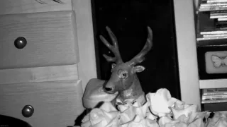 Gafas / prismáticos de visión nocturna digital.