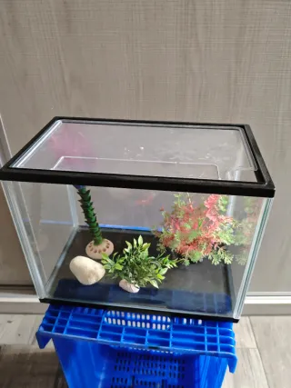 Pecera con decoración