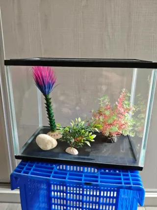 Pecera con decoración