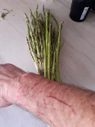 Espárragos trigueros frescos de Almería. .
