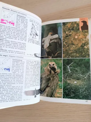 Lote de libros Insectos, Aves y Mamíferos, Blume