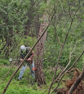 CAÍDA Y CORTE DE ÁRBOLES /SE QUITAN NIDOS DE ORUGA