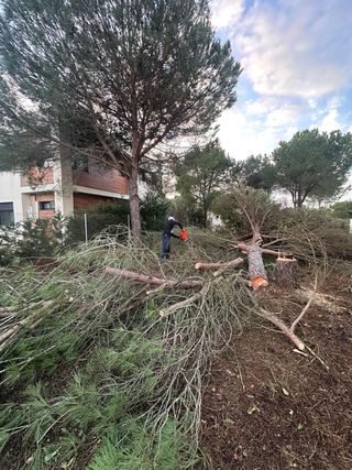 CAÍDA Y CORTE DE ÁRBOLES /SE QUITAN NIDOS DE ORUGA