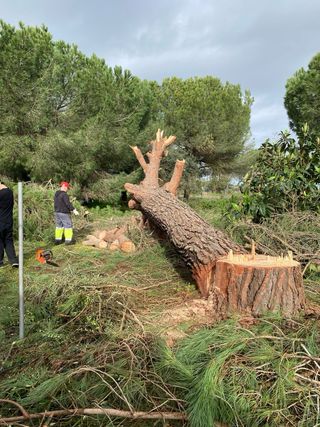 CAÍDA Y CORTE DE ÁRBOLES /SE QUITAN NIDOS DE ORUGA