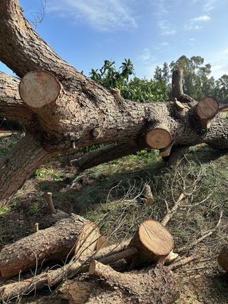 CAÍDA Y CORTE DE ÁRBOLES /SE QUITAN NIDOS DE ORUGA