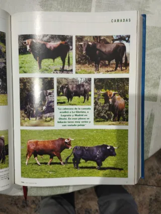 Revistas 6 Toros 6 - 2003 Tomo 2
