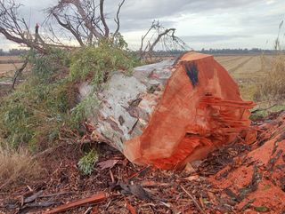 Tronco de madera gran tamaño