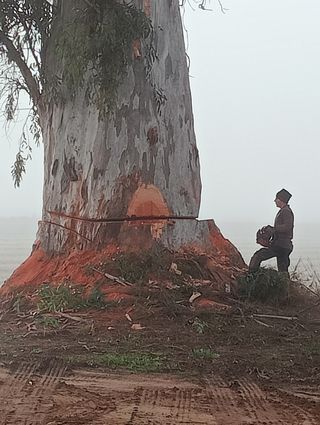 Tronco de madera gran tamaño