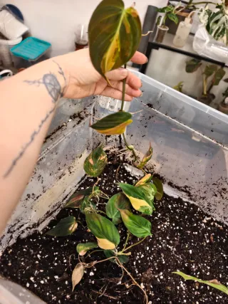 Oferta apical philodendron micans pink vg