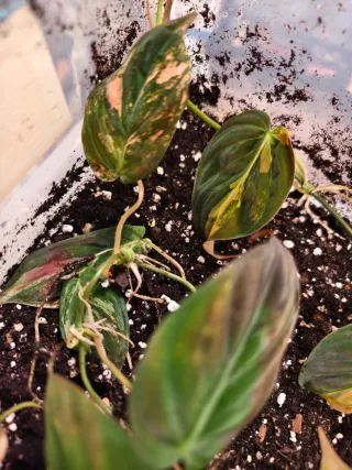 Oferta apical philodendron micans pink vg