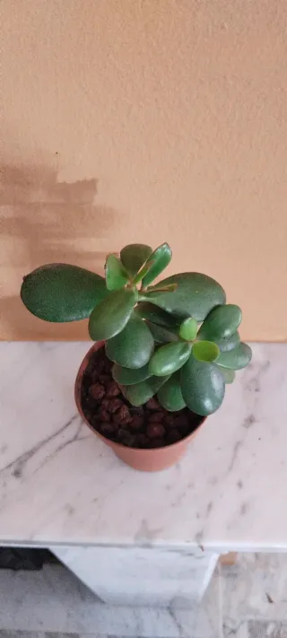Planta Árbol de Jade