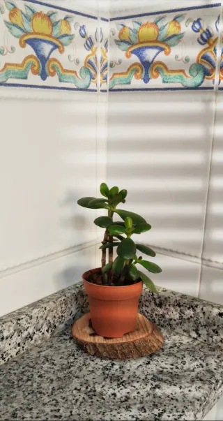 Planta Árbol de Jade