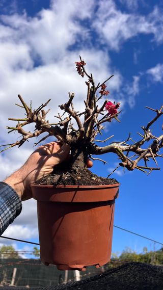 PRE BONSAI PRUNUS MUME / ALBARICOQUERO JAPONES
