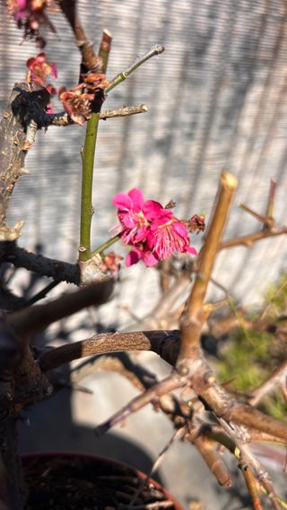 PRE BONSAI PRUNUS MUME / ALBARICOQUERO JAPONES