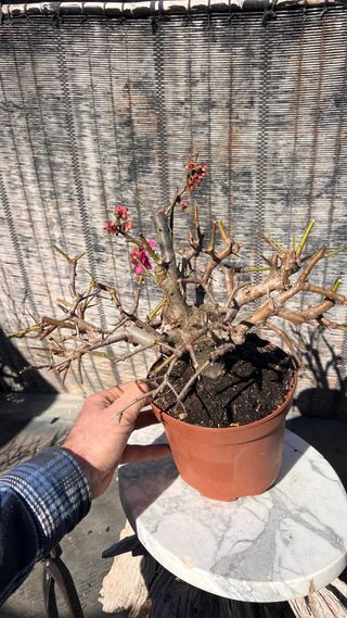 PRE BONSAI PRUNUS MUME / ALBARICOQUERO JAPONES