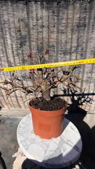 PRE BONSAI PRUNUS MUME / ALBARICOQUERO JAPONES