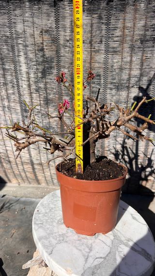 PRE BONSAI PRUNUS MUME / ALBARICOQUERO JAPONES