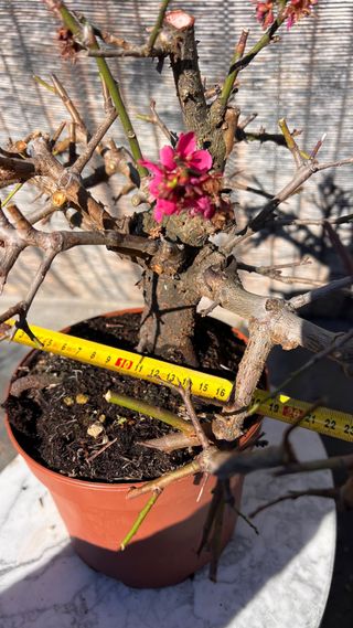 PRE BONSAI PRUNUS MUME / ALBARICOQUERO JAPONES