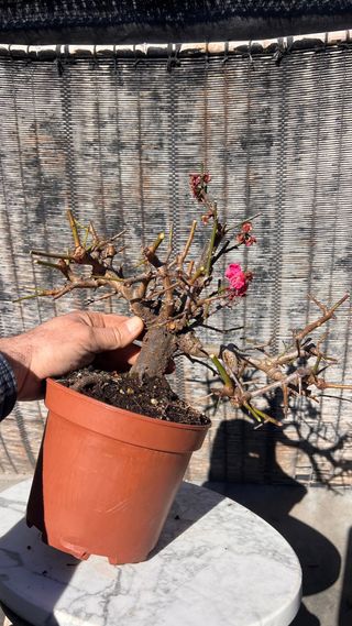 PRE BONSAI PRUNUS MUME / ALBARICOQUERO JAPONES