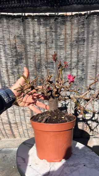 PRE BONSAI PRUNUS MUME / ALBARICOQUERO JAPONES