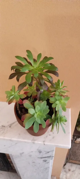 Maceta con Sedum Palmeri y Aeonium o rosa negra