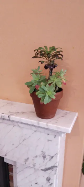 Maceta con Sedum Palmeri y Aeonium o rosa negra