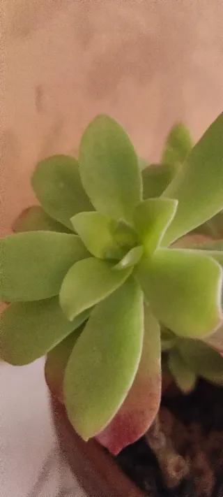 Maceta con Sedum Palmeri y Aeonium o rosa negra