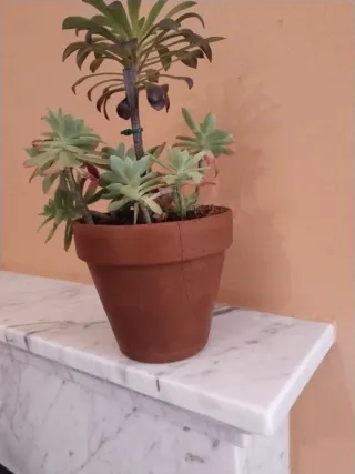 Maceta con Sedum Palmeri y Aeonium o rosa negra