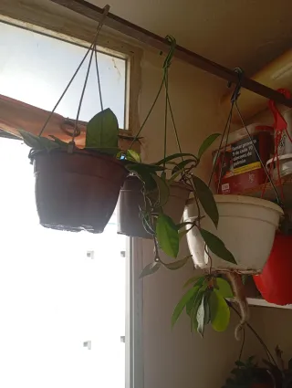 Plantas Hoya