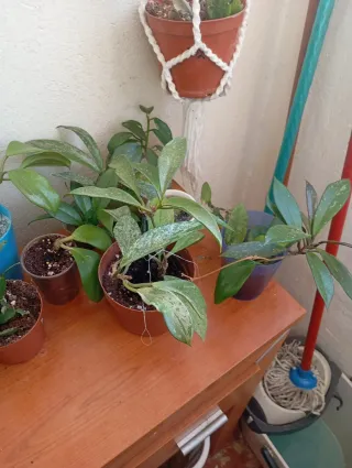 Plantas Hoya