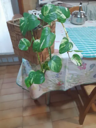 Planta de interior Potus