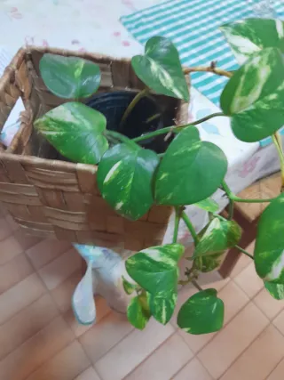 Planta de interior Potus