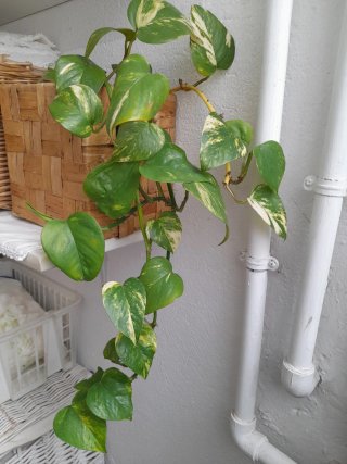 Planta de interior Potus