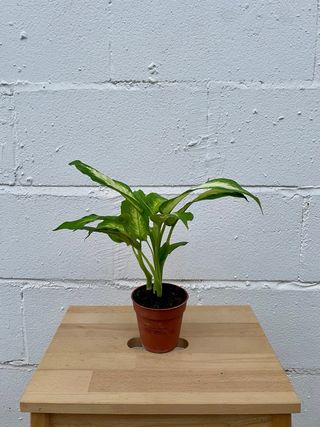 Dieffenbachia Camilla